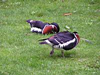 Canard (ord Anseriformes) (fam Annatides) (Photo F. Mrugala) (4)